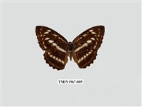 藏品(異紋帶蛺蝶)的圖片